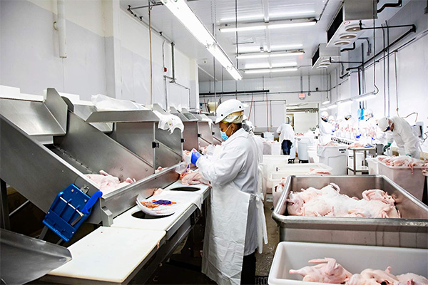 workers in meat facility